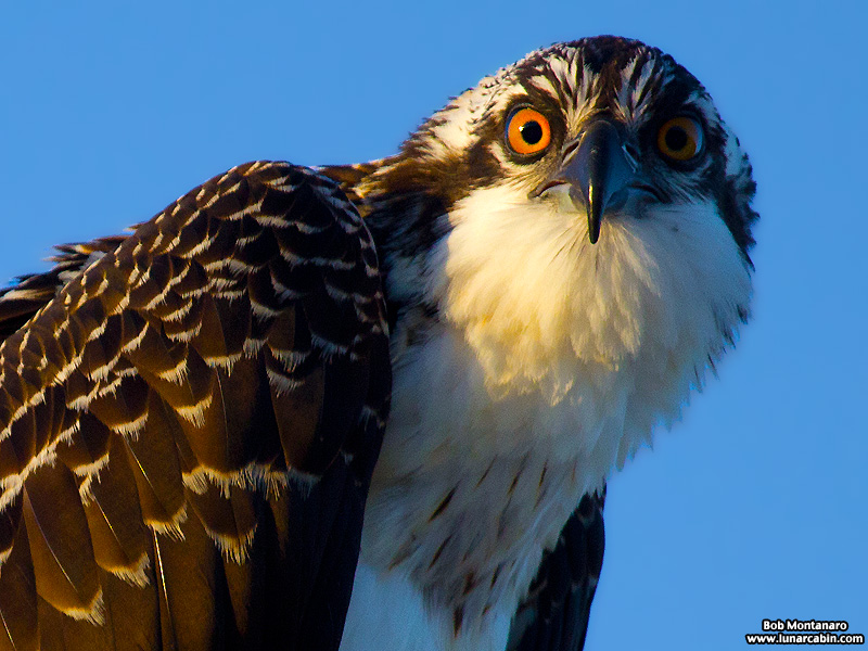 indian_river_club_130603_2