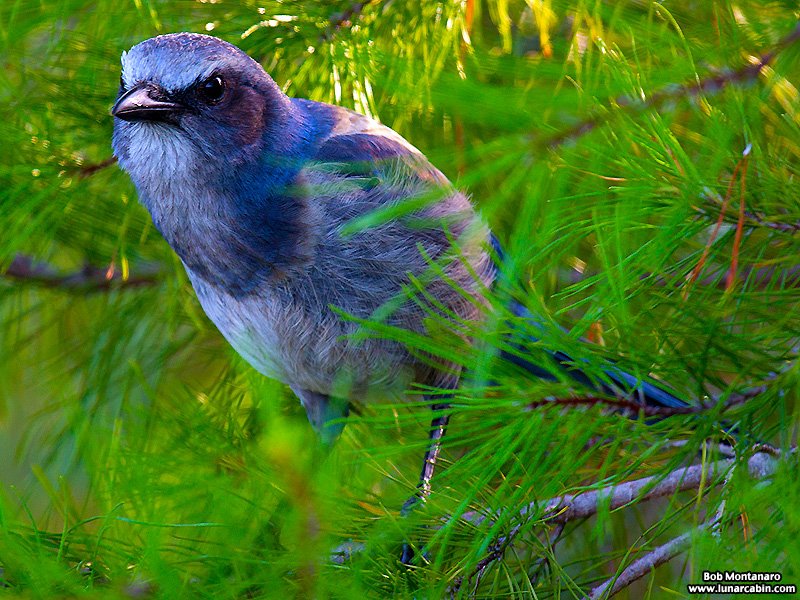 indian_river_club_130603_3