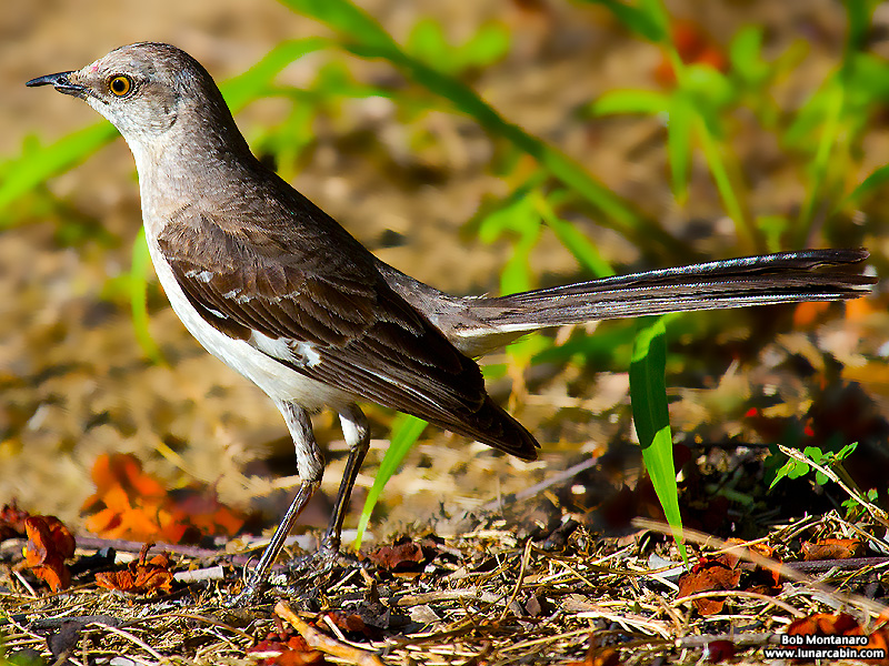 indian_river_club_130603_4