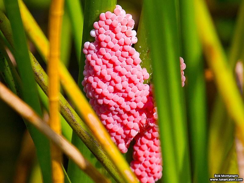 indian_river_club_130603_5