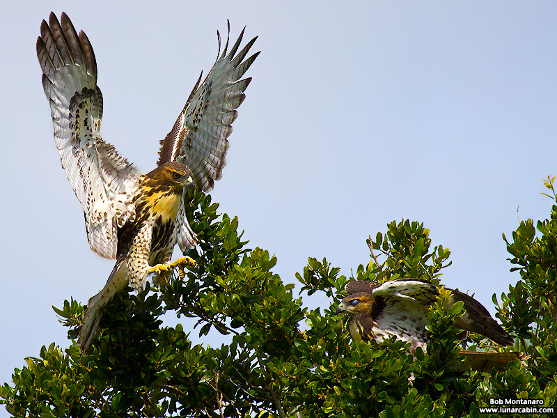 indian_river_club_130603_9