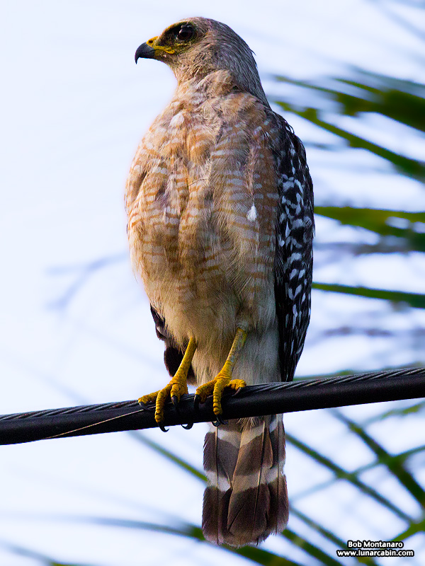 redshoulderedhawk_160713_2
