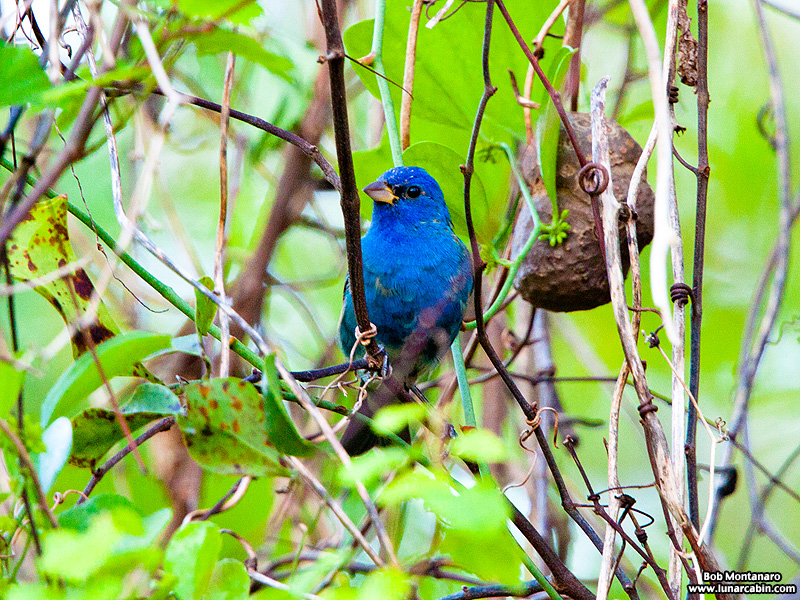 indigo_bunting_120317_1