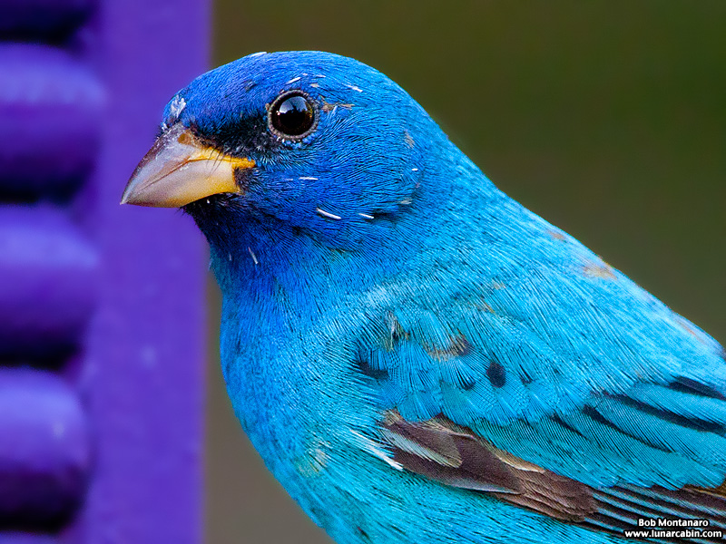 indigo_bunting_120317_10