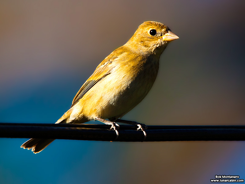 indigo_bunting_120317_11