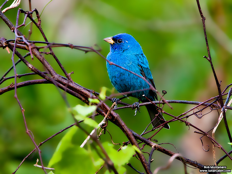 indigo_bunting_120317_2
