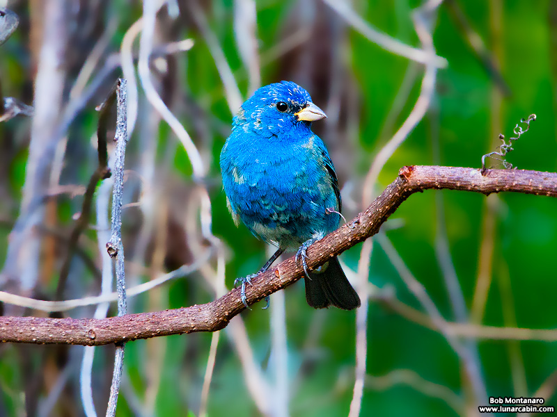 indigo_bunting_120317_3