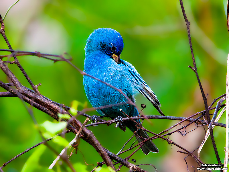 indigo_bunting_120317_4
