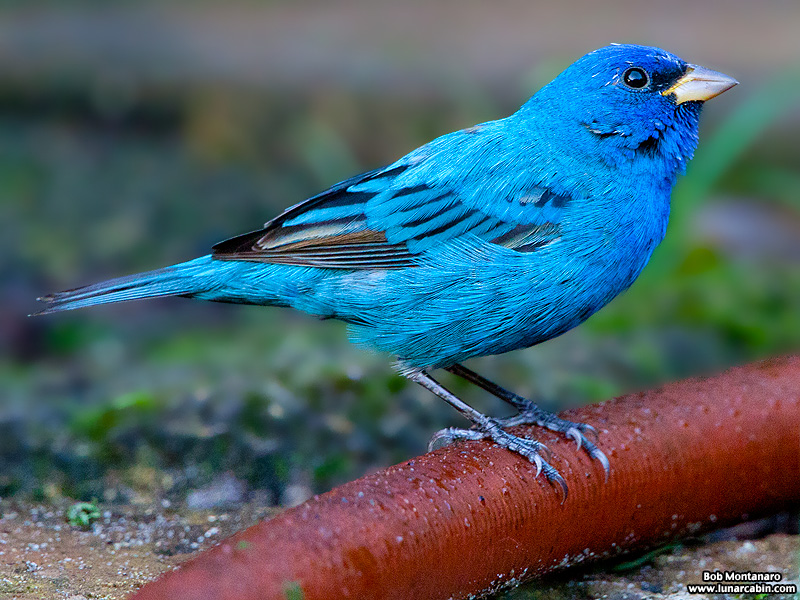 indigo_bunting_120317_5