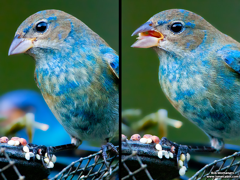 indigo_bunting_120317_6