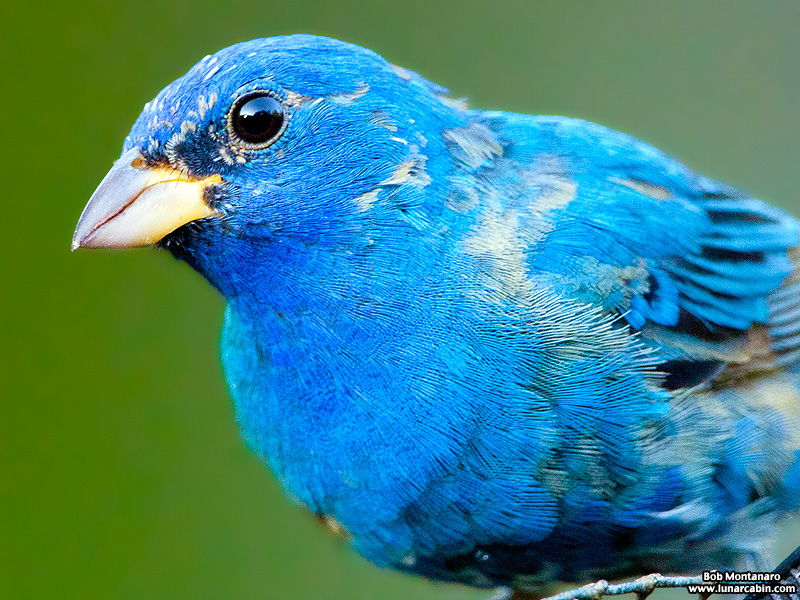 indigo_bunting_120317_7