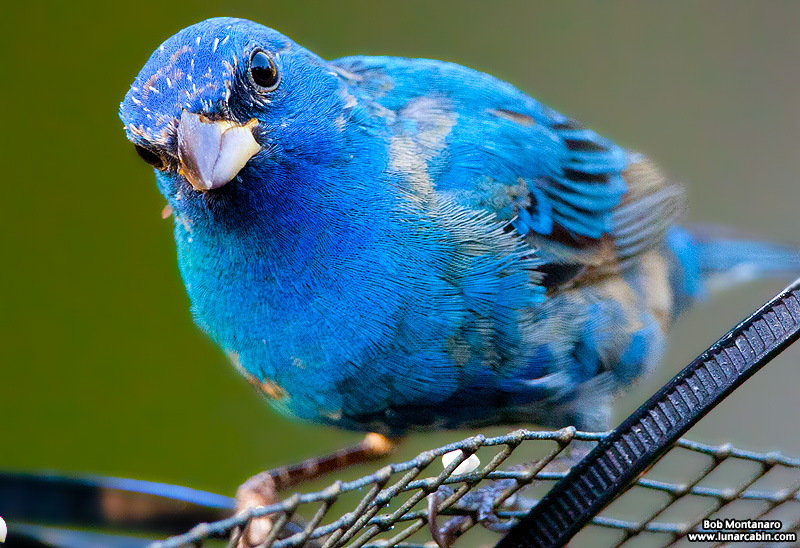 indigo_bunting_120317_8