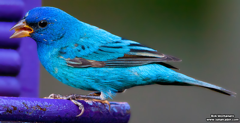 indigo_bunting_120317_9