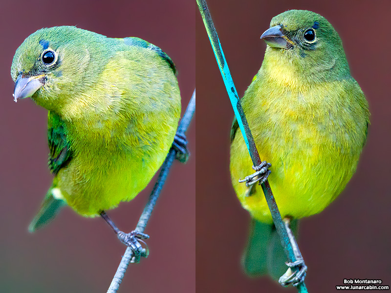 painted_buntings_120317_1