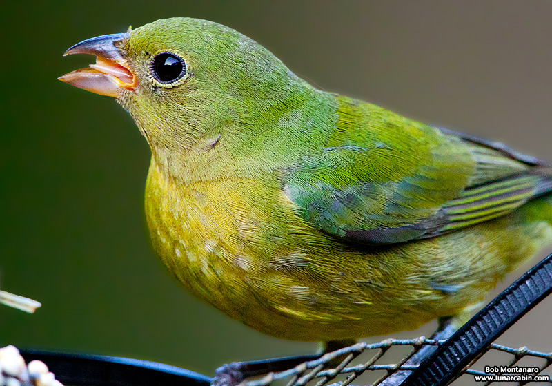 painted_buntings_120317_2