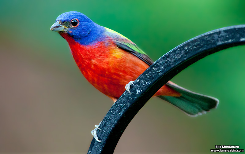 painted_buntings_120317_5