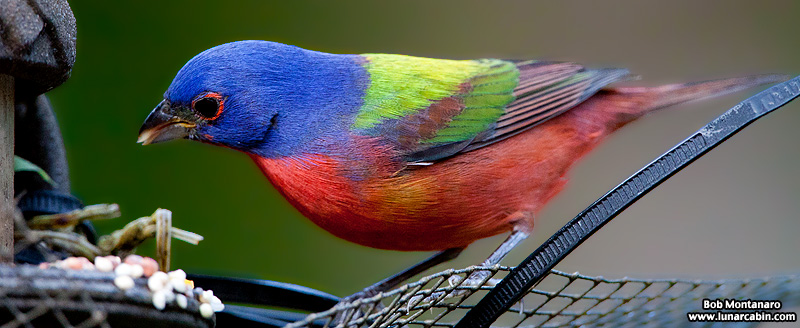 painted_buntings_120317_6