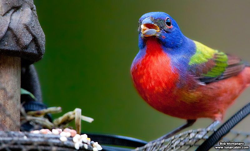 painted_buntings_120317_7