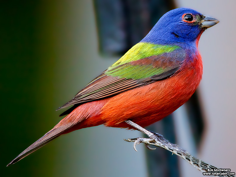 painted_buntings_120317_9