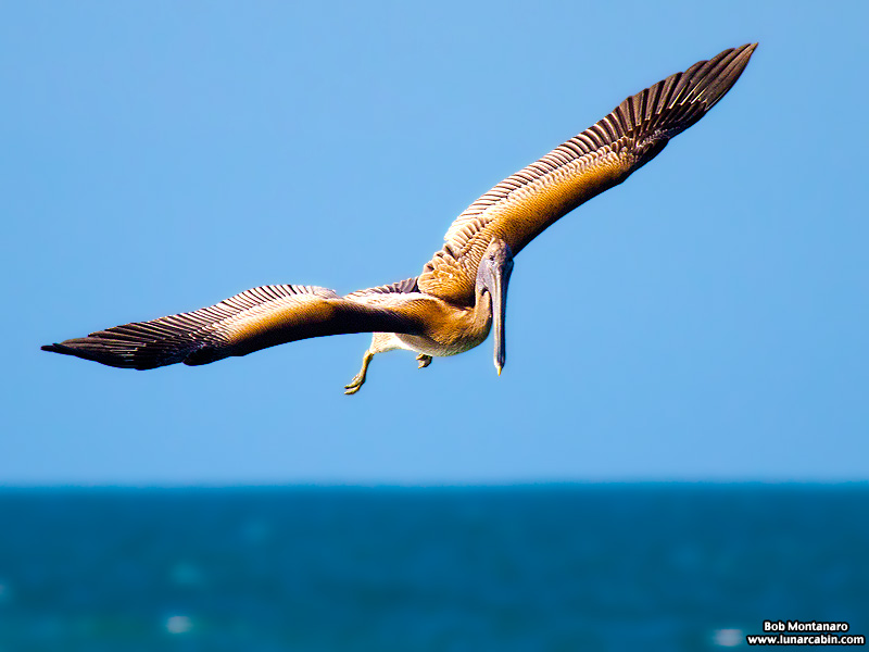 mullet_run_160917_10