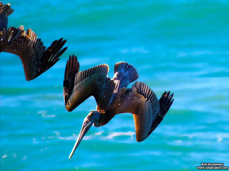 mullet_run_160917_11