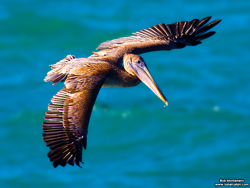 mullet_run_160917_13