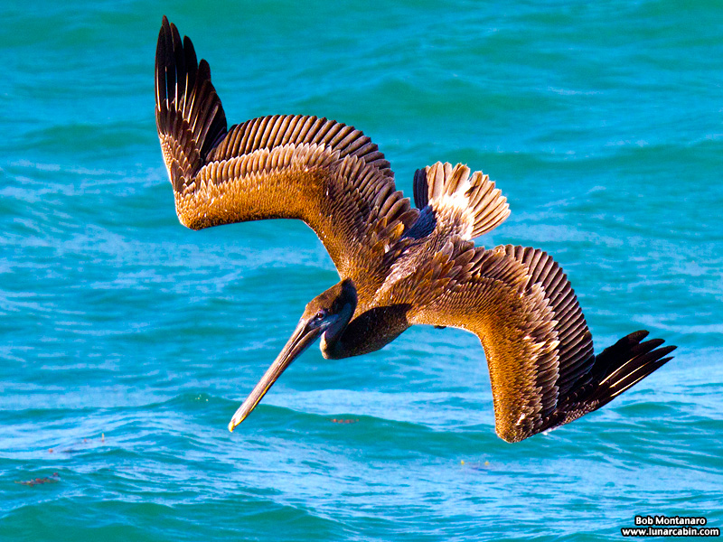 mullet_run_160917_14