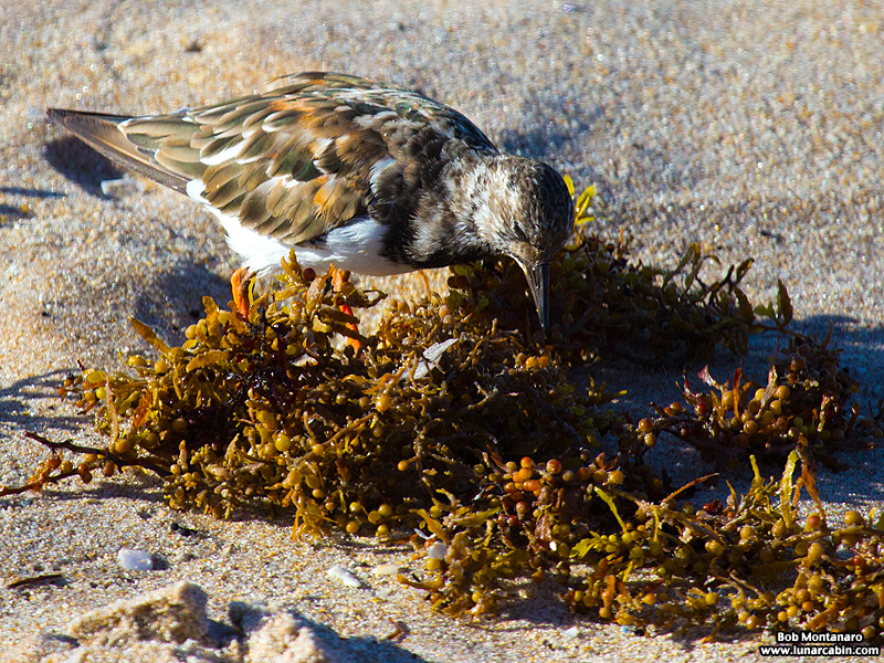tired_turnstone_160917_1
