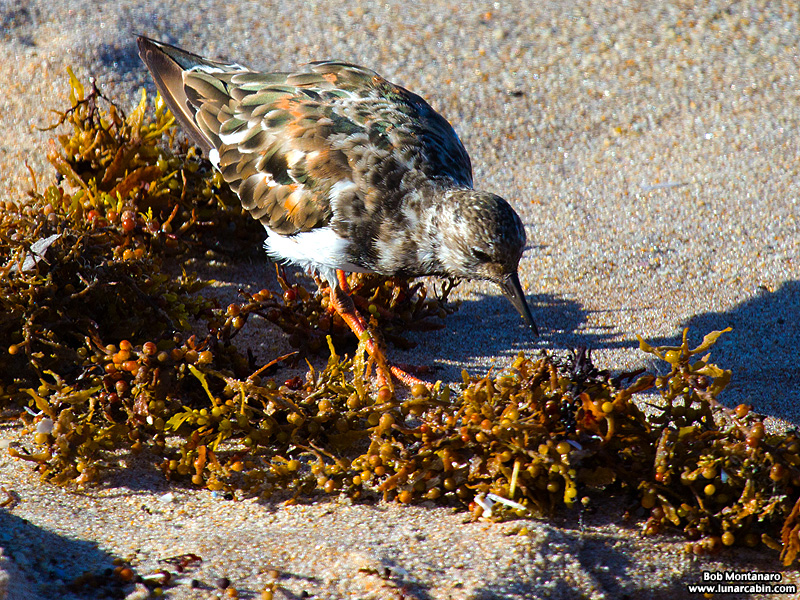 tired_turnstone_160917_2