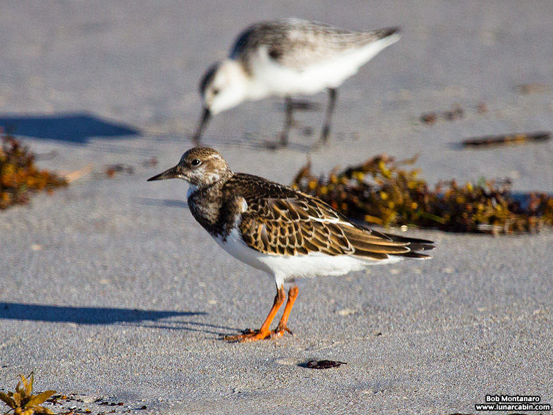 tired_turnstone_160917_3