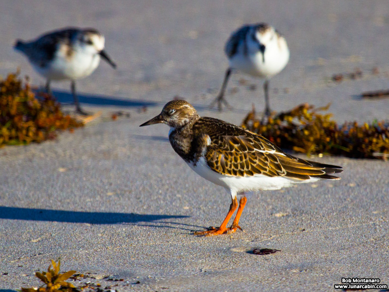 tired_turnstone_160917_4