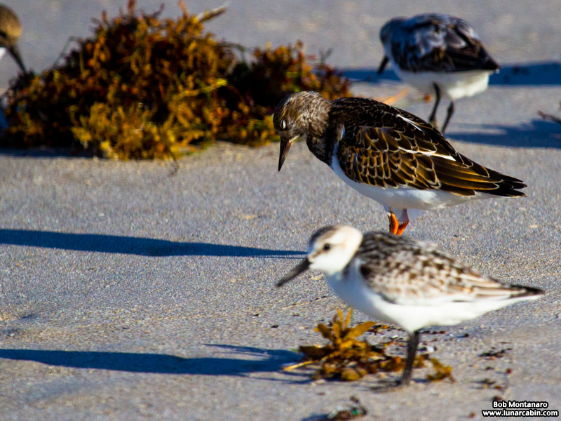 tired_turnstone_160917_5