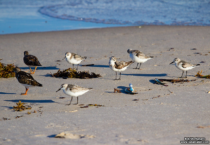 tired_turnstone_160917_6
