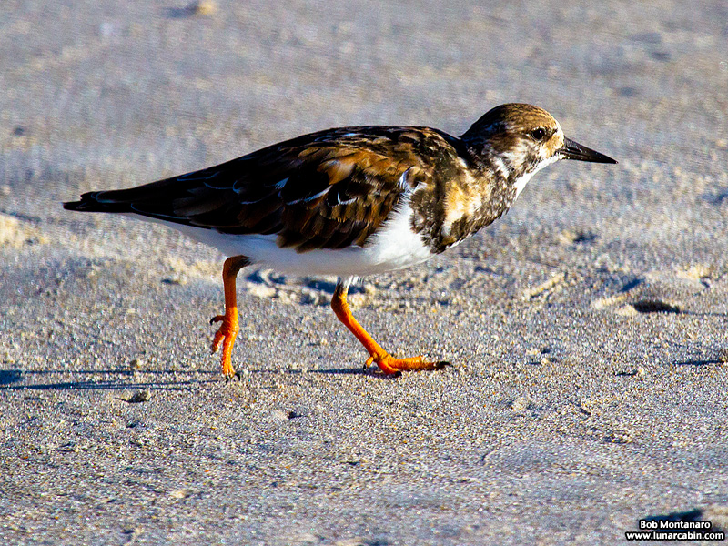 tired_turnstone_160917_8
