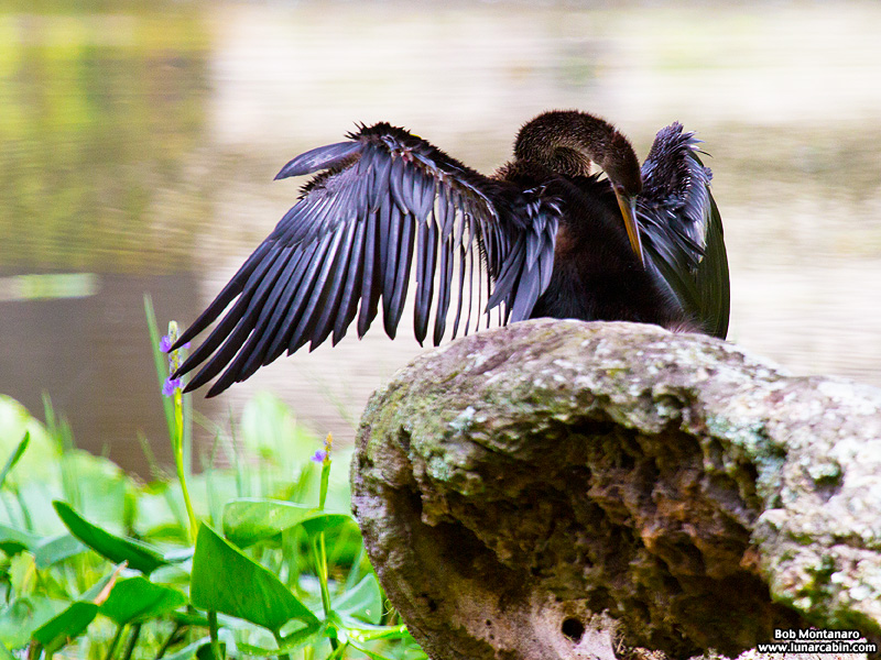 lake_apopka_anhinga_161015_2