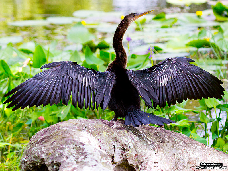 lake_apopka_anhinga_161015_3