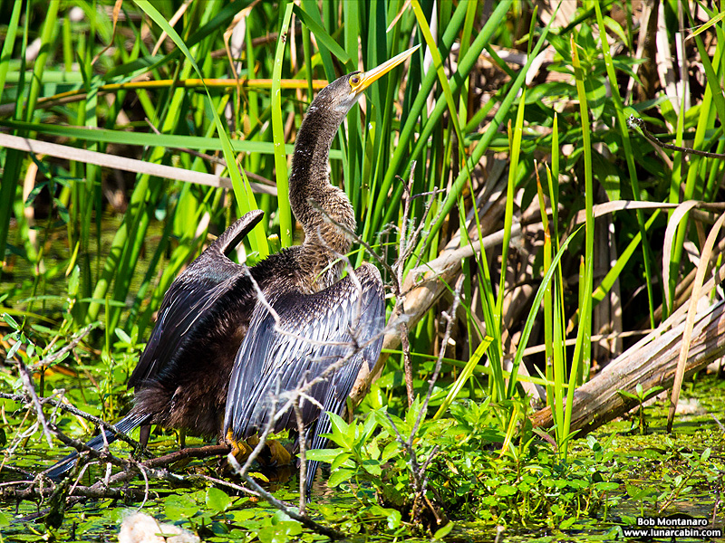 lake_apopka_anhinga_161015_4