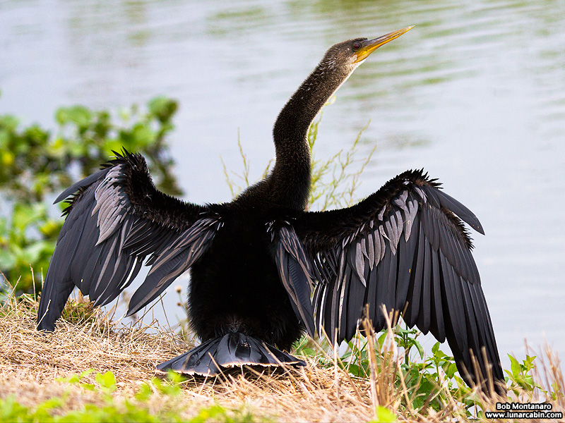lake_apopka_anhinga_161015_6
