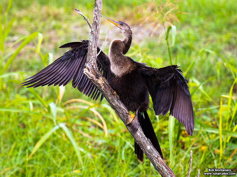 lake_apopka_anhinga_161015_7