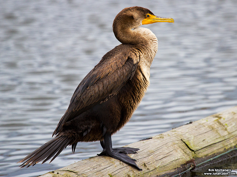 lake_apopka_cormorant_161015_14