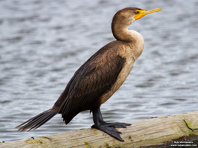 lake_apopka_cormorant_161015_6