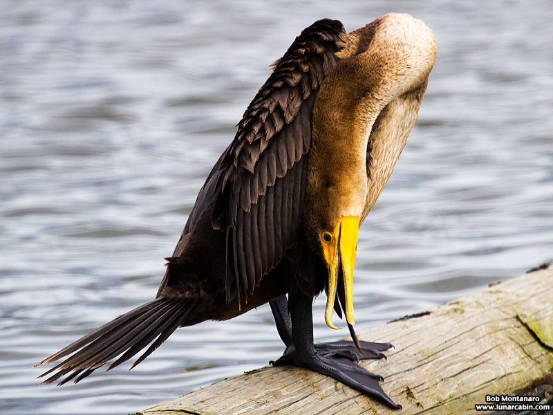 lake_apopka_cormorant_161015_7