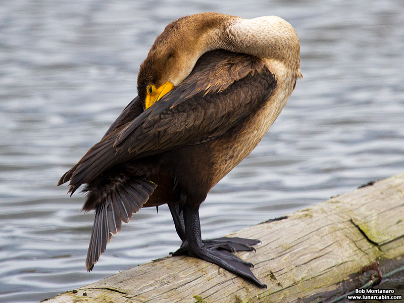 lake_apopka_cormorant_161015_9