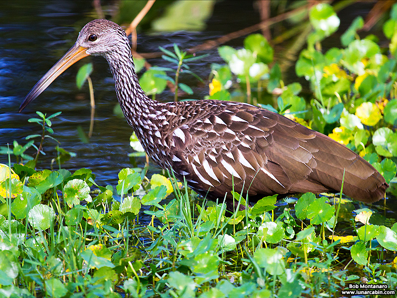 lake_apopka_limpkin_161015_1