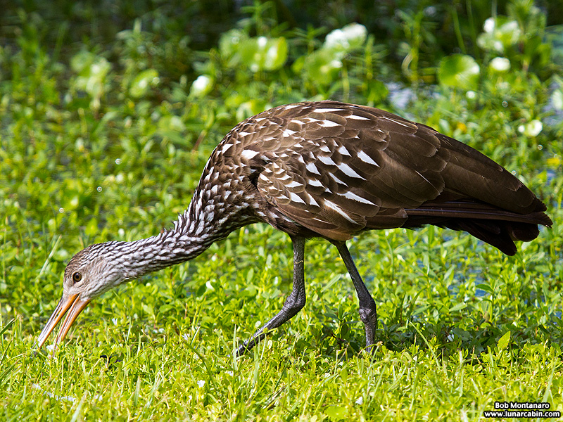 lake_apopka_limpkin_161015_3