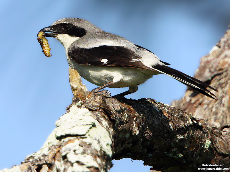 loggerhead_shrike