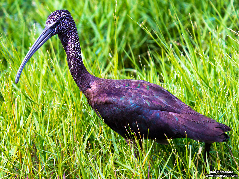 lake_apopka_glossy_ibis_161015_1