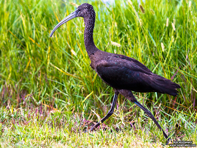 lake_apopka_glossy_ibis_161015_3