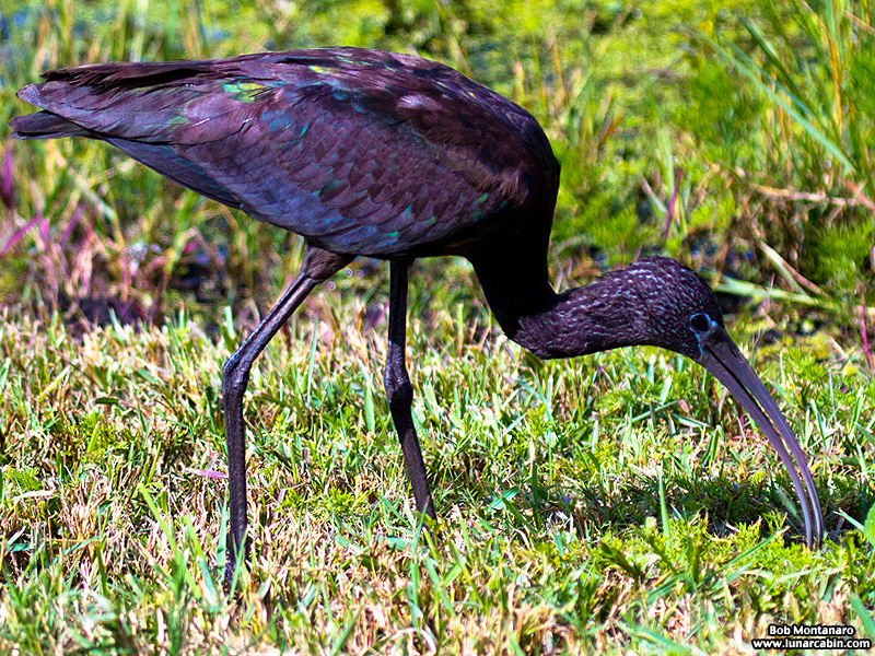 lake_apopka_glossy_ibis_161015_4
