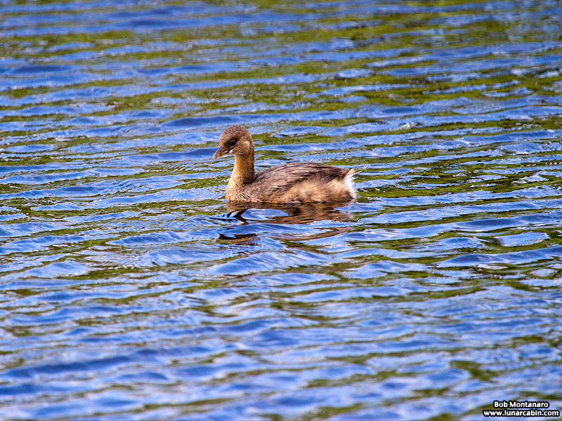 lake_apopka_grebe_161015_4